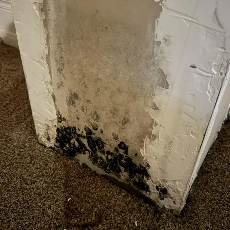 Professional Mold Removal in Waterloo, IL